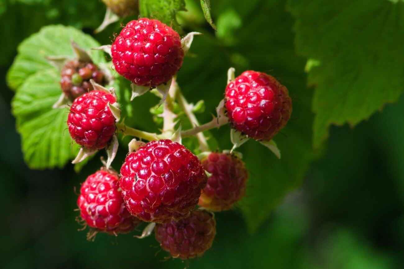 Nalewka z malin na bimbrze — przepis, wykonanie i adekwatności